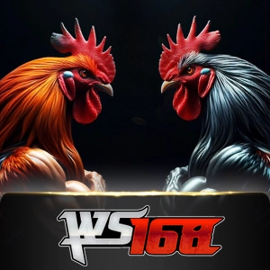 Ws168 Sabung - POWERPLAY128
